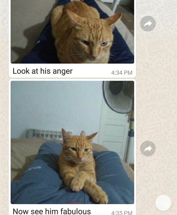 This Page With Over 3 Million Followers Shares The Funniest Cat Memes That Instantly Boost Your Mood (50 Pics)