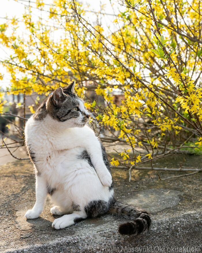 This Japanese Photographer Captures Street Cats Living Like Tiny Drama Queens, And Every Photo Feels Like A Movie Scene (50 Pics)