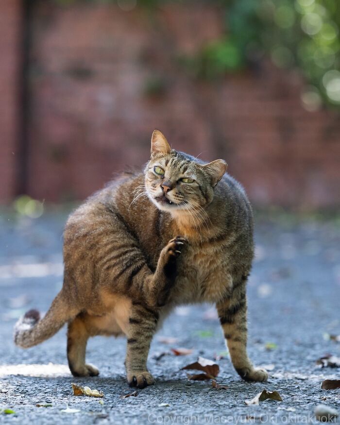 This Japanese Photographer Captures Street Cats Living Like Tiny Drama Queens, And Every Photo Feels Like A Movie Scene (50 Pics)