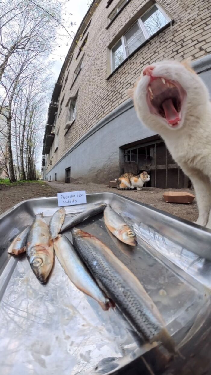 This Guy Uses A Drone And An Rc Car To Feed Stray Animals, And The Results Are Surprisingly Heartwarming