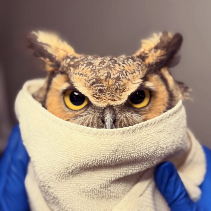People Can’t Stop Smiling At These Adorably Wrapped Rescue Owls From A Wildlife Rehabilitation Center (40 New Pics)