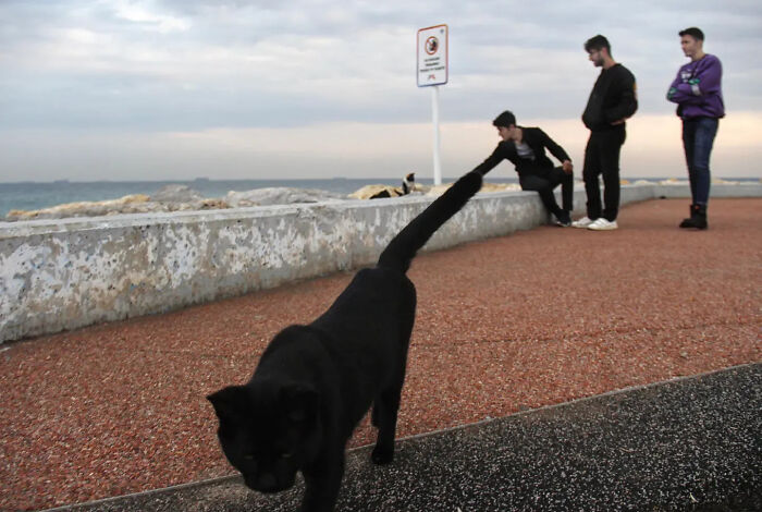 These Beautiful Cat Photos Capture Quiet Moments Most People Walk Past (37 Pics)