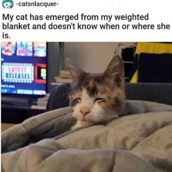 50 Cat Memes That Feel Like They Were Created By Sleep Deprived Internet Geniuses