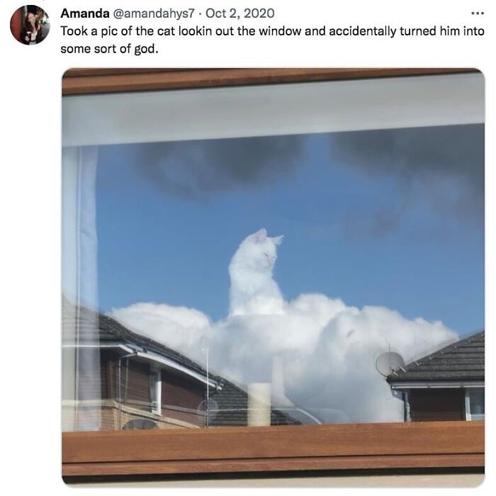 50 Cat Memes That Feel Like They Were Created By Sleep Deprived Internet Geniuses