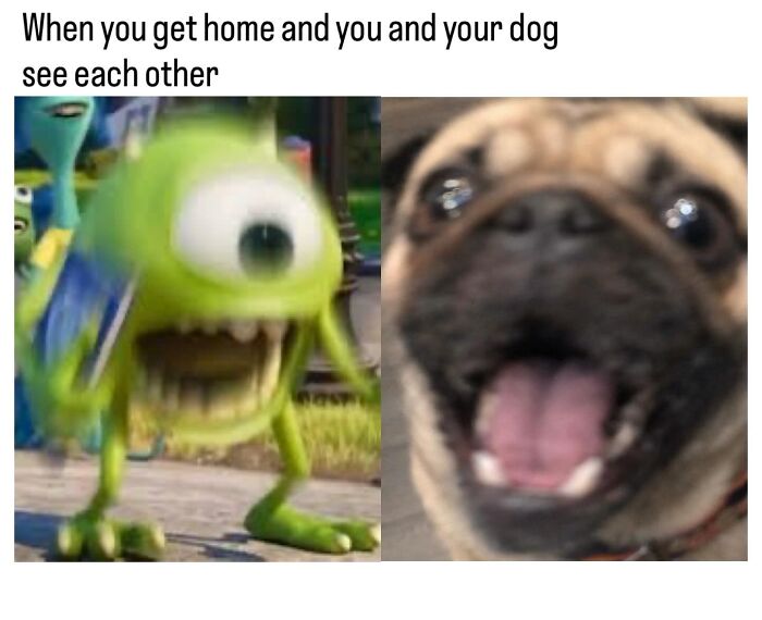These Dog Memes Perfectly Capture The Chaos, Wholesomeness, And Pure Randomness Of Life With Dogs