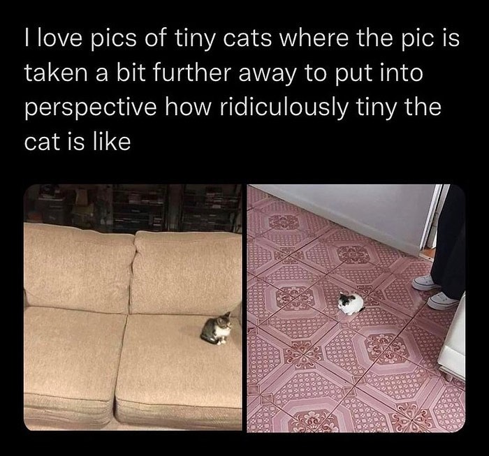 50 Cat Memes That Feel Like They Were Created By Sleep Deprived Internet Geniuses