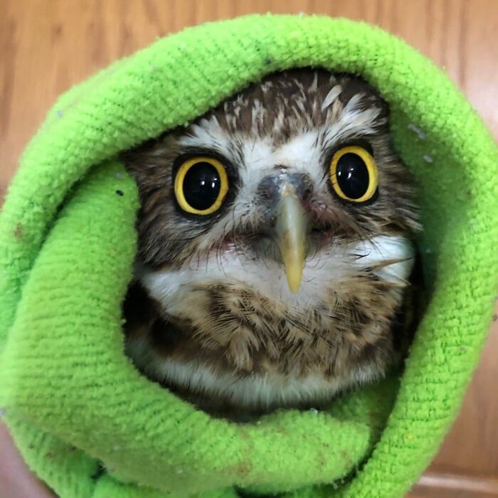 People Can’t Stop Smiling At These Adorably Wrapped Rescue Owls From A Wildlife Rehabilitation Center (40 New Pics)