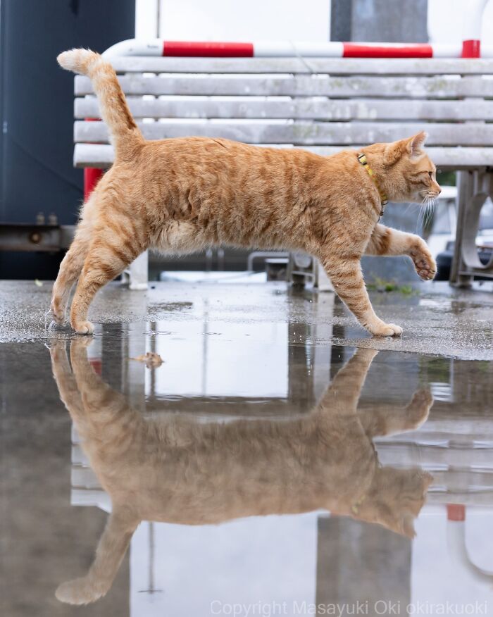 This Japanese Photographer Captures Street Cats Living Like Tiny Drama Queens, And Every Photo Feels Like A Movie Scene (50 Pics)