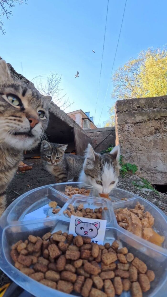 This Guy Uses A Drone And An Rc Car To Feed Stray Animals, And The Results Are Surprisingly Heartwarming
