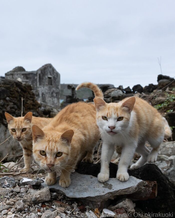 This Japanese Photographer Captures Street Cats Living Like Tiny Drama Queens, And Every Photo Feels Like A Movie Scene (50 Pics)