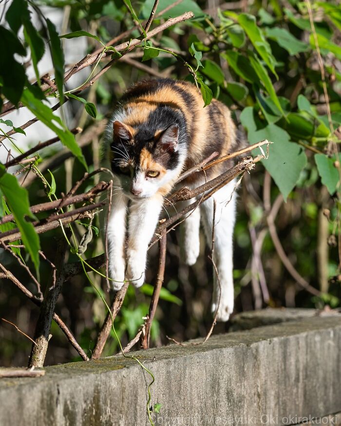 This Japanese Photographer Captures Street Cats Living Like Tiny Drama Queens, And Every Photo Feels Like A Movie Scene (50 Pics)