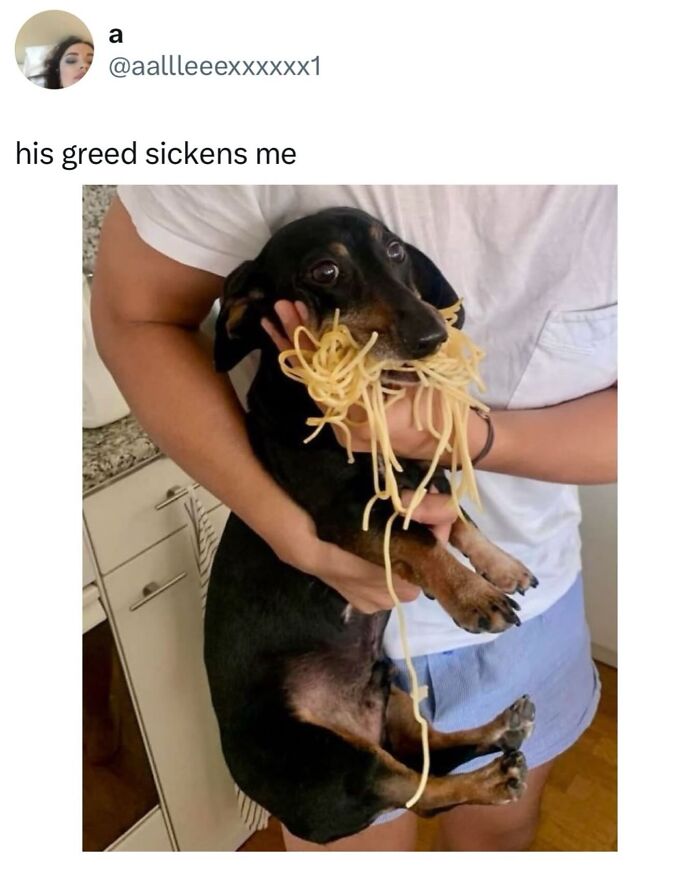 These Dog Memes Perfectly Capture The Chaos, Wholesomeness, And Pure Randomness Of Life With Dogs