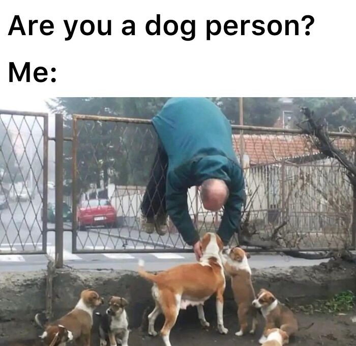 These Dog Memes Perfectly Capture The Chaos, Wholesomeness, And Pure Randomness Of Life With Dogs