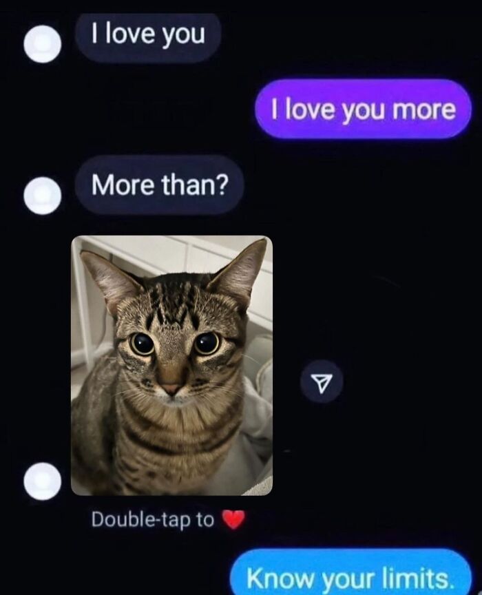 50 Cat Memes That Feel Like They Were Created By Sleep Deprived Internet Geniuses