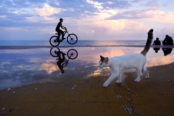These Beautiful Cat Photos Capture Quiet Moments Most People Walk Past (37 Pics)