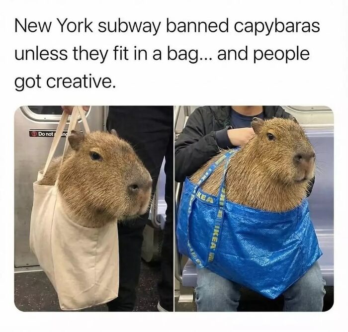 40 Funny And Wholesome Capybara Memes That Perfectly Capture The Internet’s Obsession With These Chill Animals
