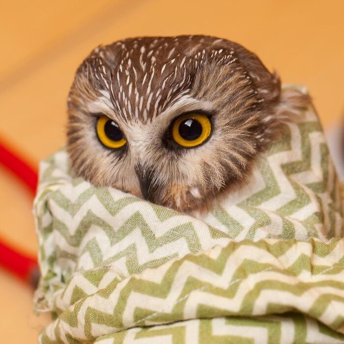 People Can’t Stop Smiling At These Adorably Wrapped Rescue Owls From A Wildlife Rehabilitation Center (40 New Pics)