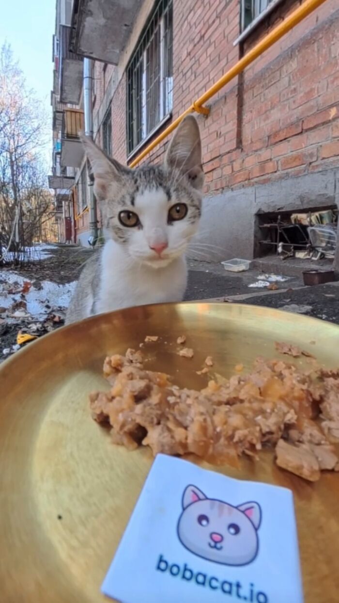 This Guy Uses A Drone And An Rc Car To Feed Stray Animals, And The Results Are Surprisingly Heartwarming