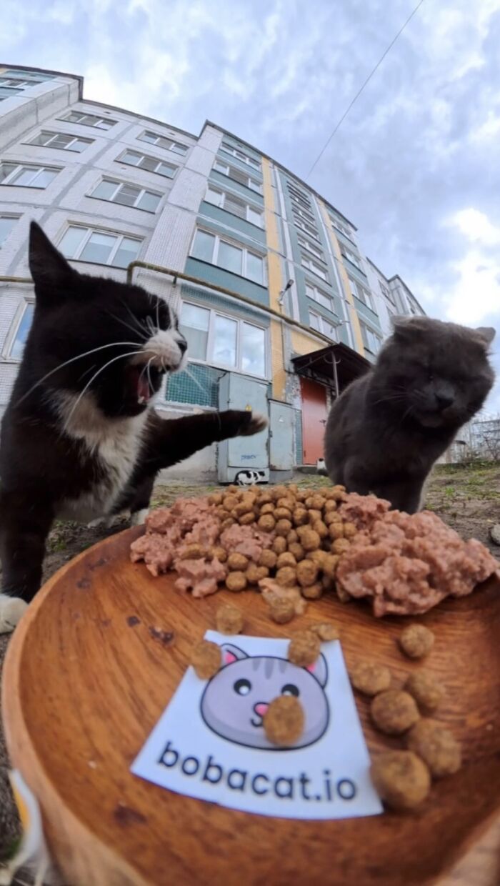 This Guy Uses A Drone And An Rc Car To Feed Stray Animals, And The Results Are Surprisingly Heartwarming