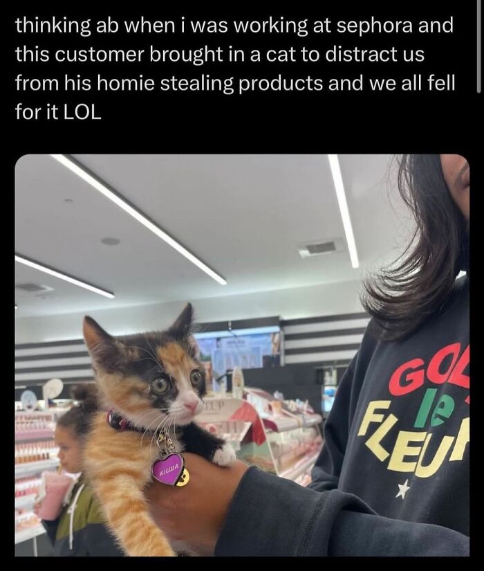 50 Cat Memes That Feel Like They Were Created By Sleep Deprived Internet Geniuses