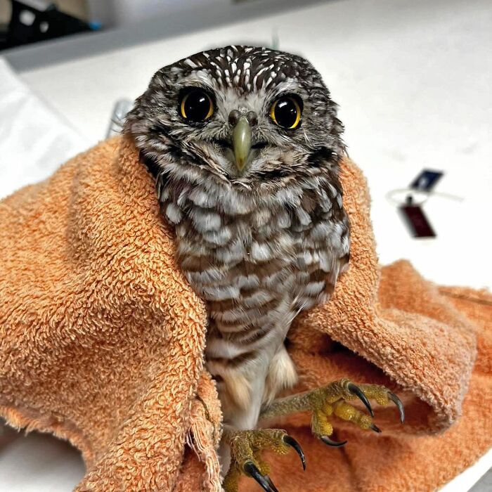 People Can’t Stop Smiling At These Adorably Wrapped Rescue Owls From A Wildlife Rehabilitation Center (40 New Pics)
