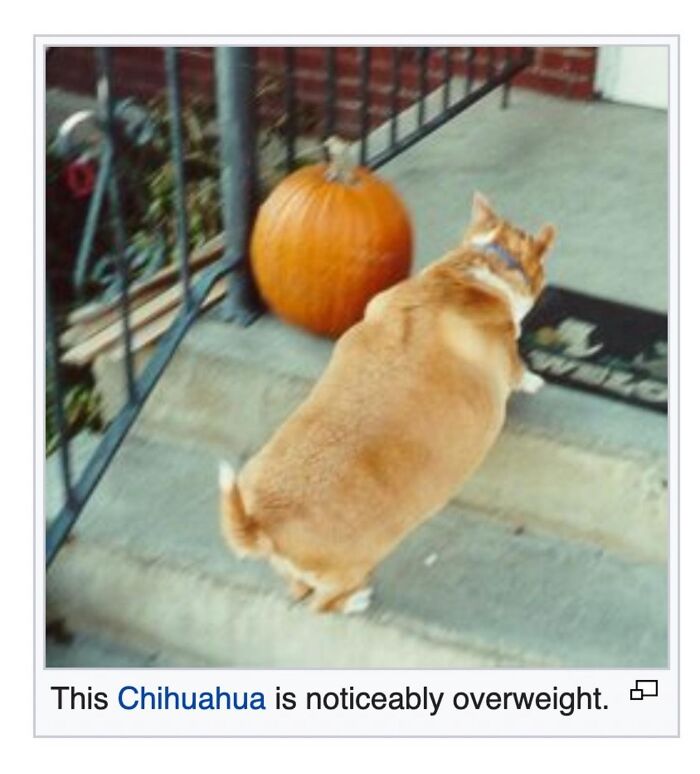 42 Animal Posts From “Depths Of Wikipedia” That Prove Nature Is Stranger Than Fiction