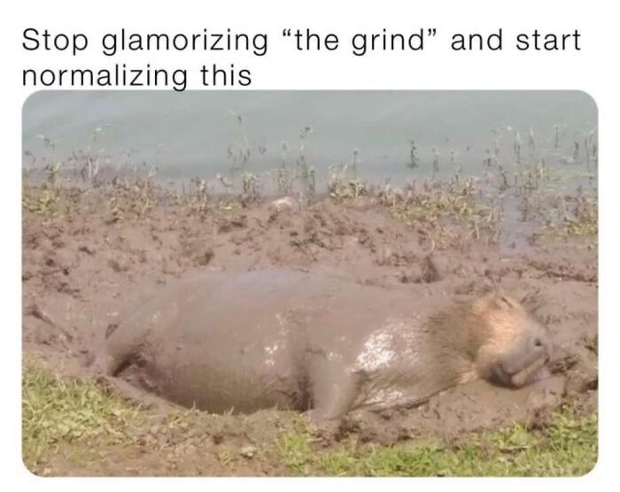 40 Funny And Wholesome Capybara Memes That Perfectly Capture The Internet’s Obsession With These Chill Animals