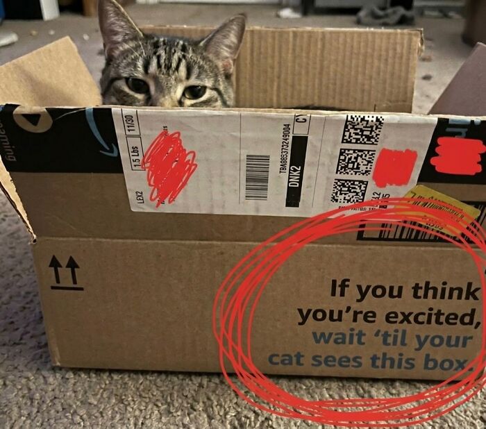 This Page With Over 3 Million Followers Shares The Funniest Cat Memes That Instantly Boost Your Mood (50 Pics)