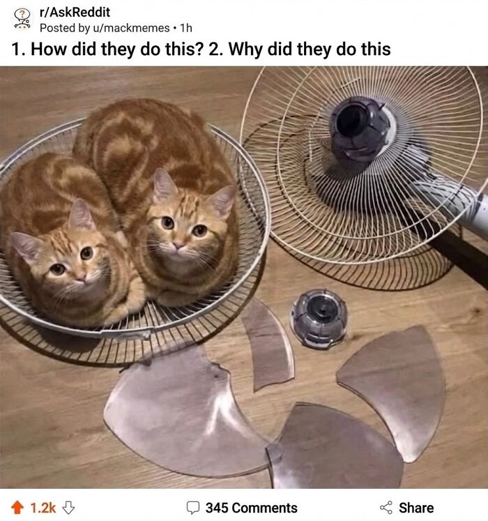 This Page With Over 3 Million Followers Shares The Funniest Cat Memes That Instantly Boost Your Mood (50 Pics)