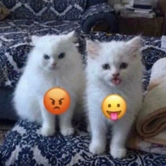 This Page With Over 3 Million Followers Shares The Funniest Cat Memes That Instantly Boost Your Mood (50 Pics)
