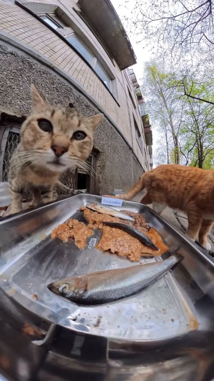 This Guy Uses A Drone And An Rc Car To Feed Stray Animals, And The Results Are Surprisingly Heartwarming