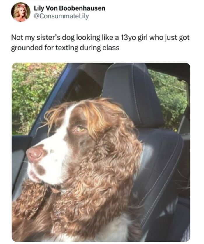 These Dog Memes Perfectly Capture The Chaos, Wholesomeness, And Pure Randomness Of Life With Dogs
