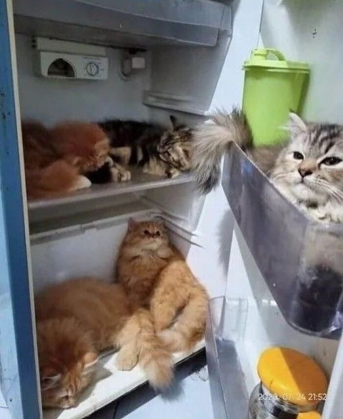 50 Cat Memes That Feel Like They Were Created By Sleep Deprived Internet Geniuses