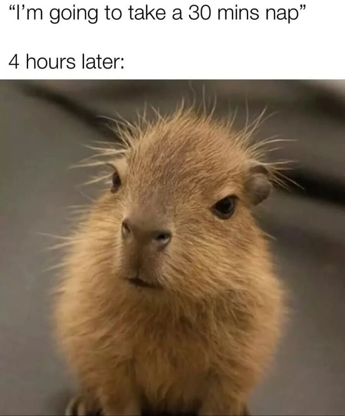 40 Funny And Wholesome Capybara Memes That Perfectly Capture The Internet’s Obsession With These Chill Animals