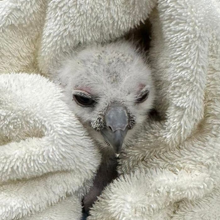 People Can’t Stop Smiling At These Adorably Wrapped Rescue Owls From A Wildlife Rehabilitation Center (40 New Pics)