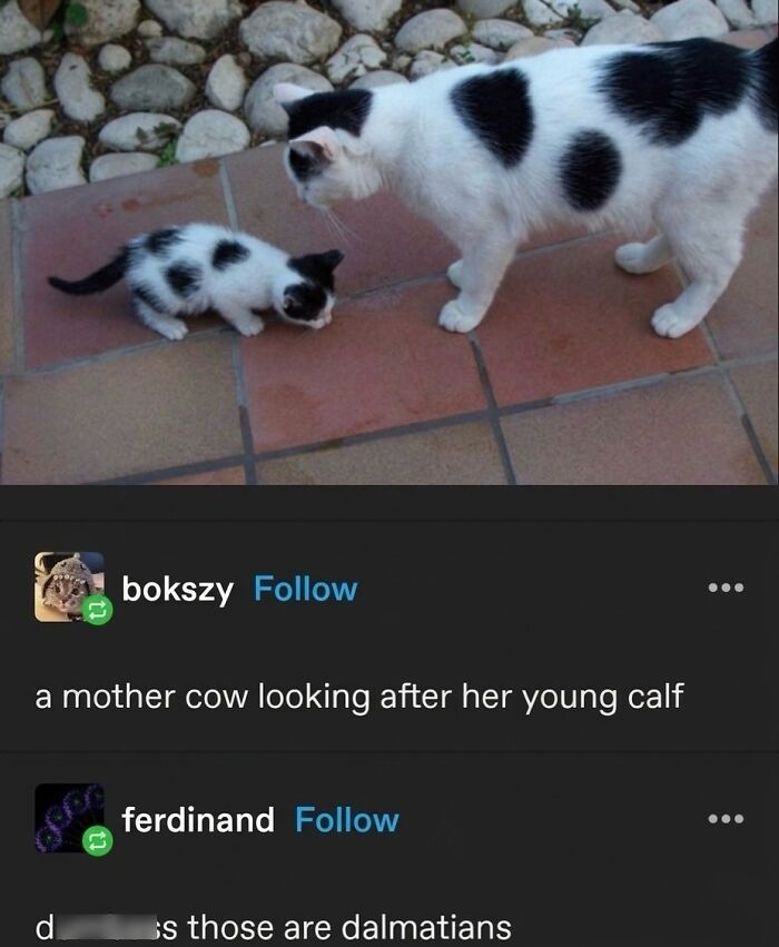 This Page With Over 3 Million Followers Shares The Funniest Cat Memes That Instantly Boost Your Mood (50 Pics)