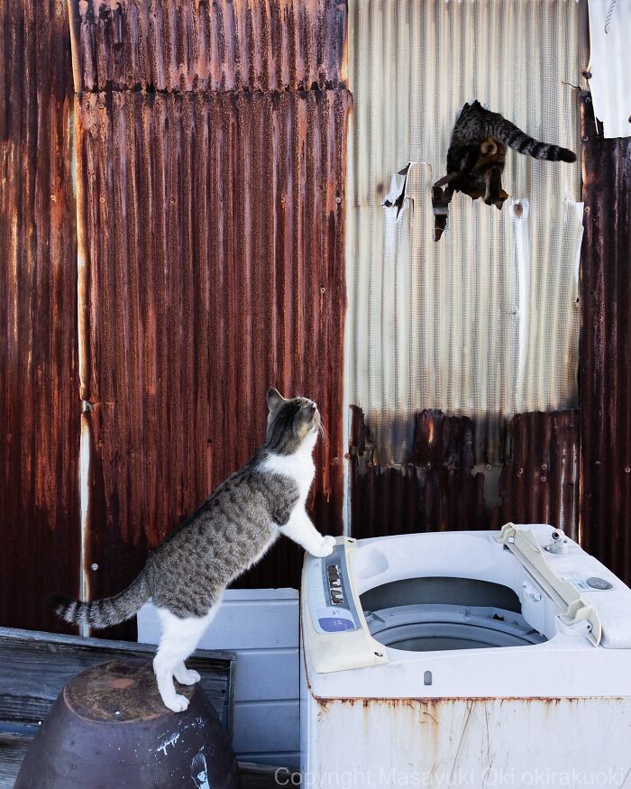 This Japanese Photographer Captures Street Cats Living Like Tiny Drama Queens, And Every Photo Feels Like A Movie Scene (50 Pics)