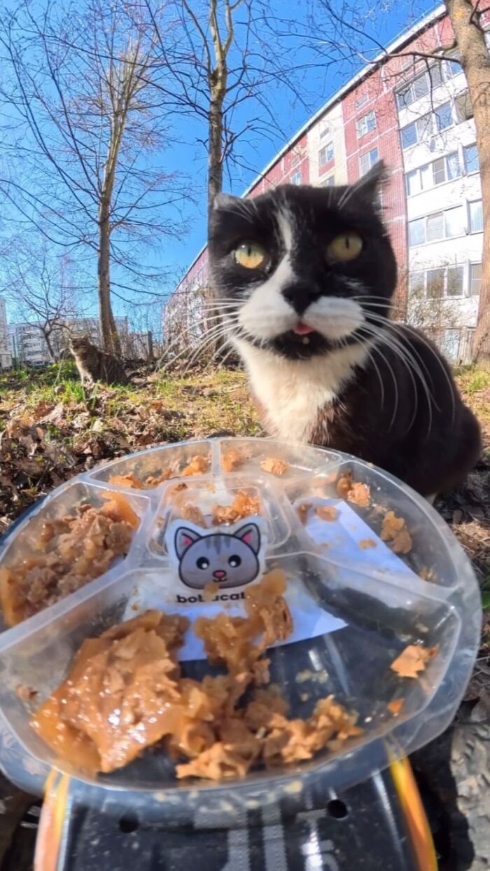 This Guy Uses A Drone And An Rc Car To Feed Stray Animals, And The Results Are Surprisingly Heartwarming