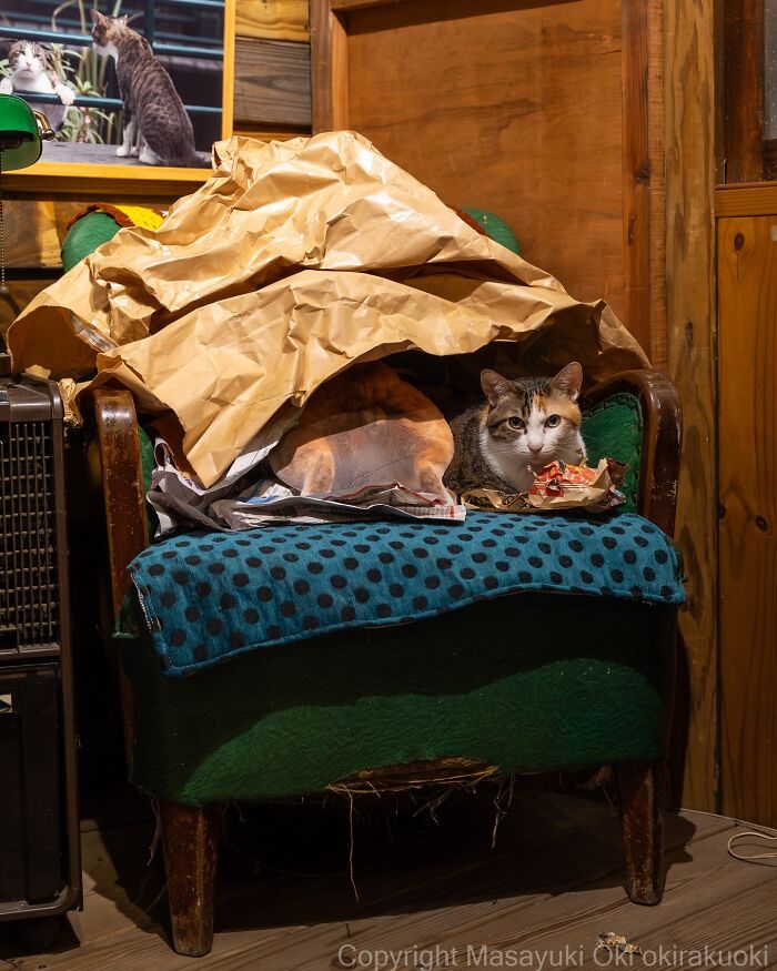 This Japanese Photographer Captures Street Cats Living Like Tiny Drama Queens, And Every Photo Feels Like A Movie Scene (50 Pics)