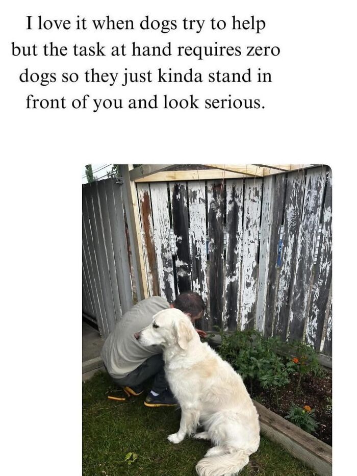 These Dog Memes Perfectly Capture The Chaos, Wholesomeness, And Pure Randomness Of Life With Dogs