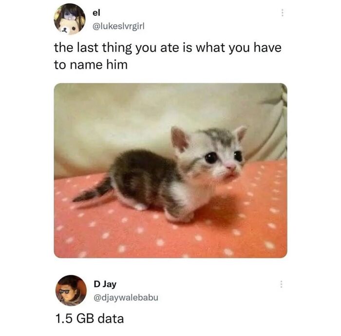 50 Cat Memes That Feel Like They Were Created By Sleep Deprived Internet Geniuses