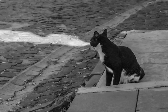 These Beautiful Cat Photos Capture Quiet Moments Most People Walk Past (37 Pics)