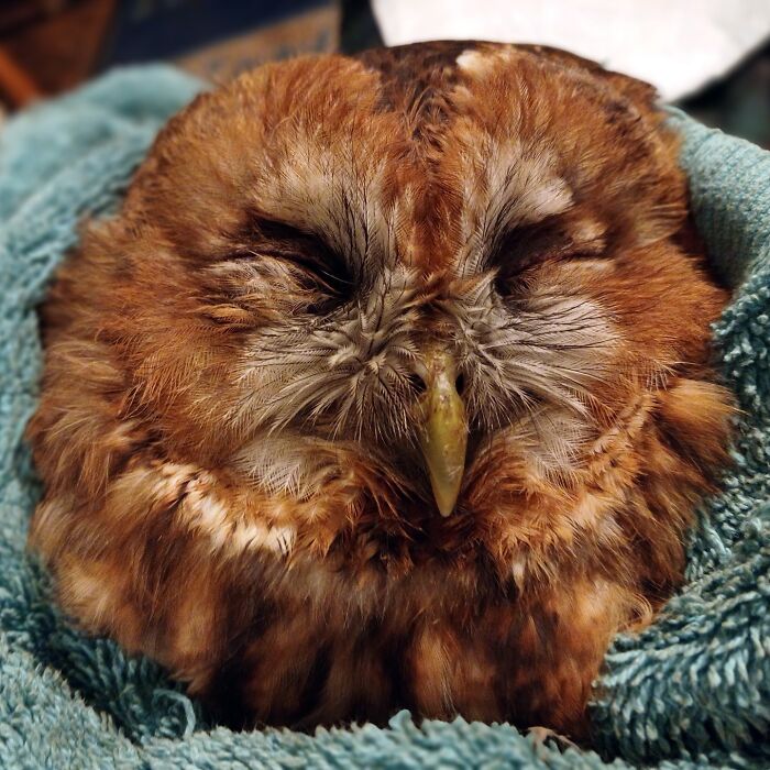 People Can’t Stop Smiling At These Adorably Wrapped Rescue Owls From A Wildlife Rehabilitation Center (40 New Pics)