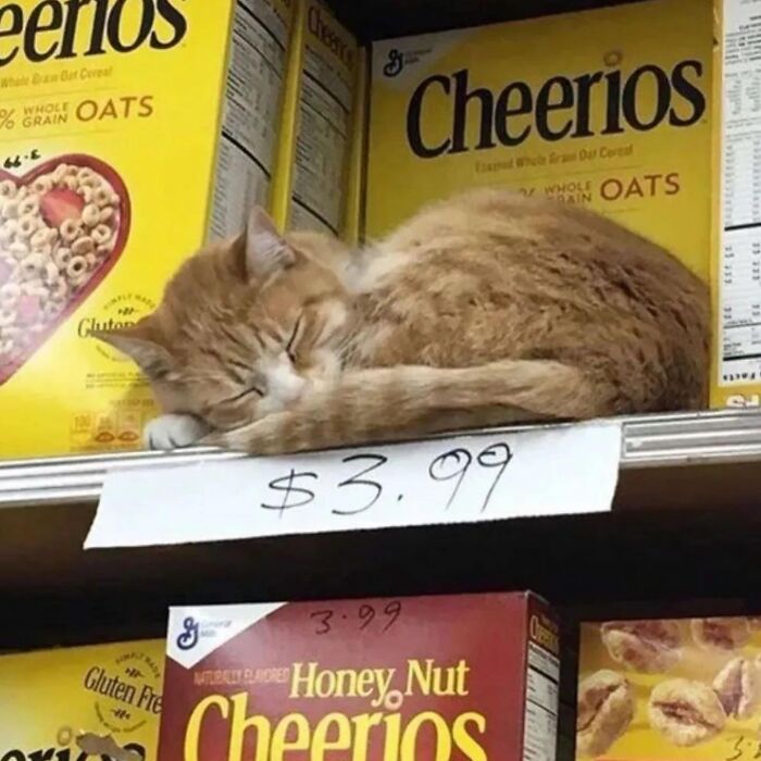50 Cat Memes That Feel Like They Were Created By Sleep Deprived Internet Geniuses