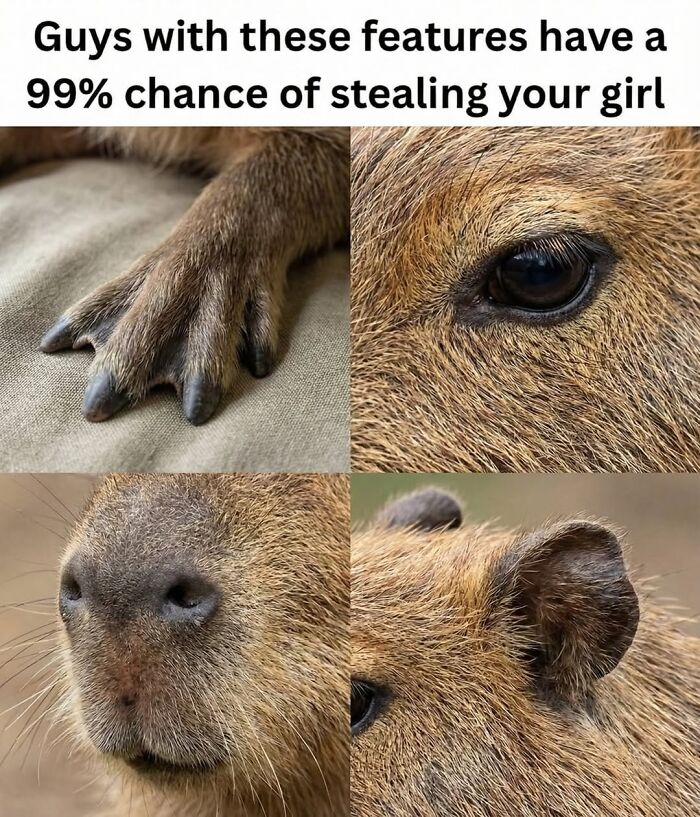 40 Funny And Wholesome Capybara Memes That Perfectly Capture The Internet’s Obsession With These Chill Animals