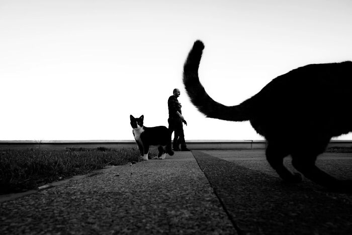 These Beautiful Cat Photos Capture Quiet Moments Most People Walk Past (37 Pics)