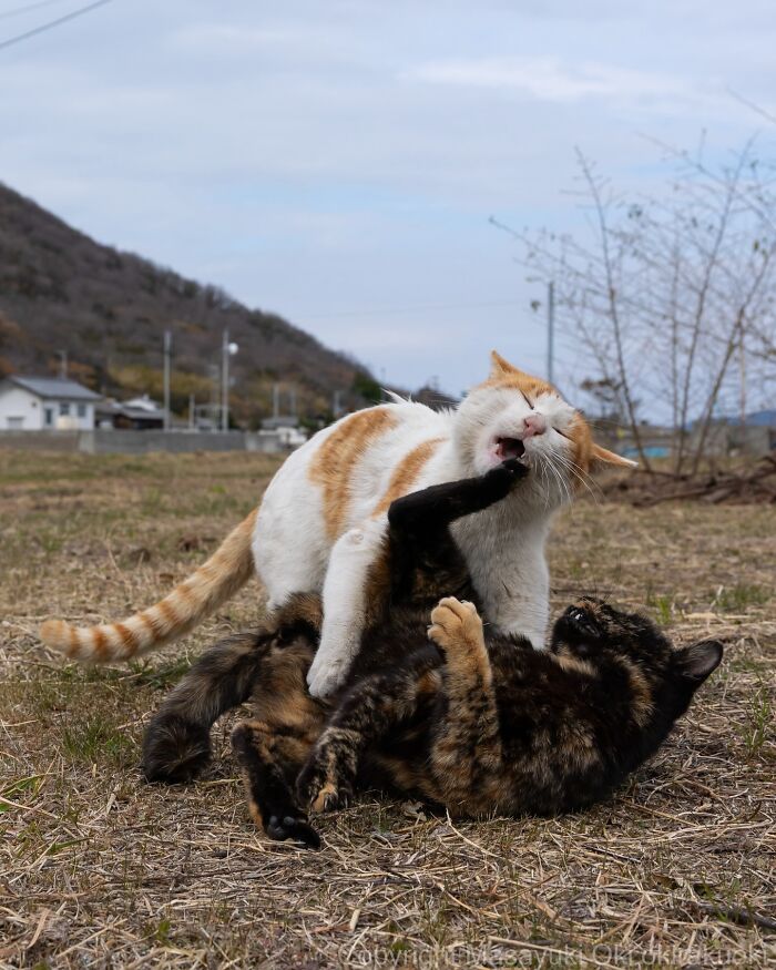 This Japanese Photographer Captures Street Cats Living Like Tiny Drama Queens, And Every Photo Feels Like A Movie Scene (50 Pics)