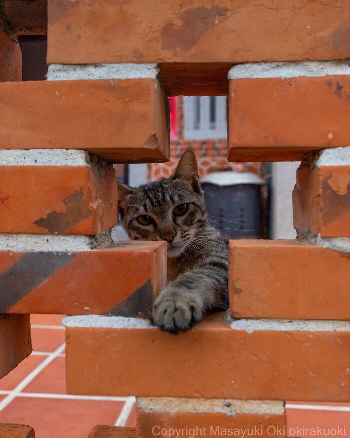 This Japanese Photographer Captures Street Cats Living Like Tiny Drama Queens, And Every Photo Feels Like A Movie Scene (50 Pics)