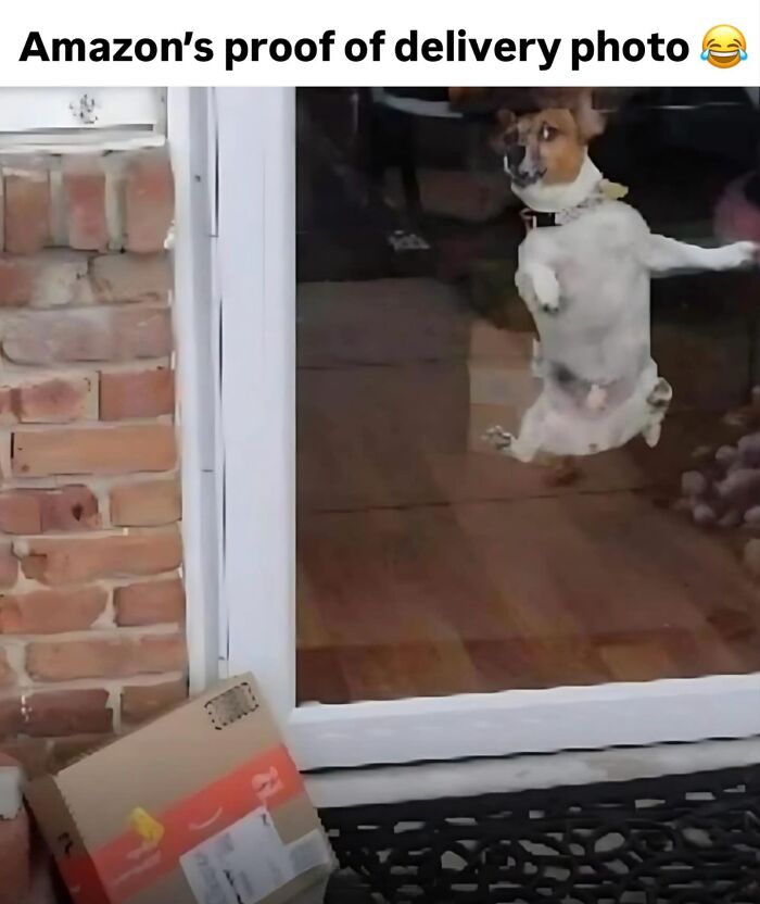 These Dog Memes Perfectly Capture The Chaos, Wholesomeness, And Pure Randomness Of Life With Dogs
