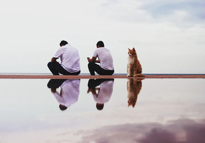 These Beautiful Cat Photos Capture Quiet Moments Most People Walk Past (37 Pics)